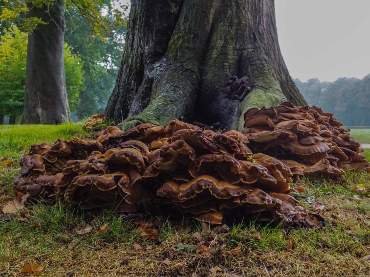 "Fungus in the palace garden" Olympus OMD-EM10 Olympus Olympus M.Zuiko Digital 9-18mm f/4-5.6 ED
